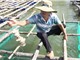 Trà Vinh: Thử nghiệm nuôi hàu Thái Bình Dương